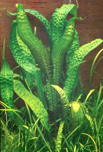Cryptocoryne hudoroi